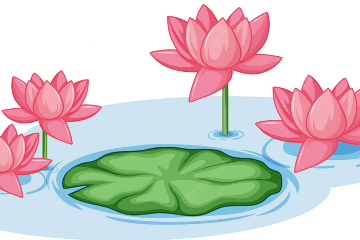 STUDIO AVINASH Laxmi Lotus Water Lily Kamal Ka Fool Flower 1 Wall Hanging  Framed Photo Without Glass For Home Decor, Living, Drawing and Bed Rooms  (13 X 18 Inch) : Amazon.in: Home & Kitchen